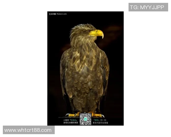 蓝网与老鹰精彩对决在线直播全程回顾与分析尽在这里