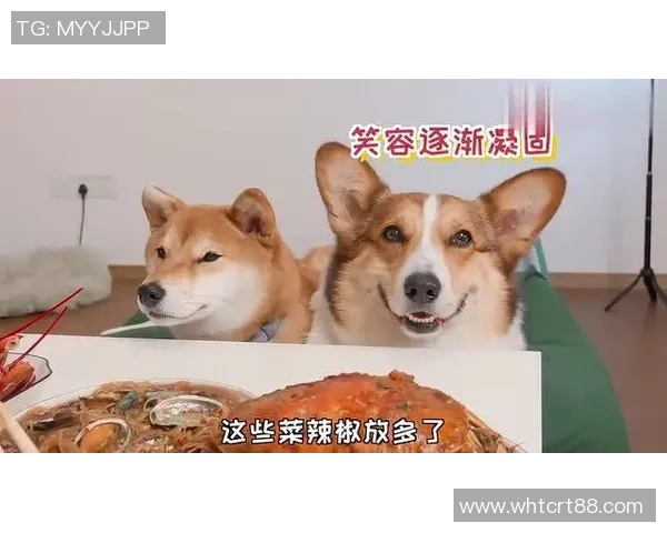 马犬伯恩与海葛的精彩对决揭示了犬种特性与训练技巧的完美结合